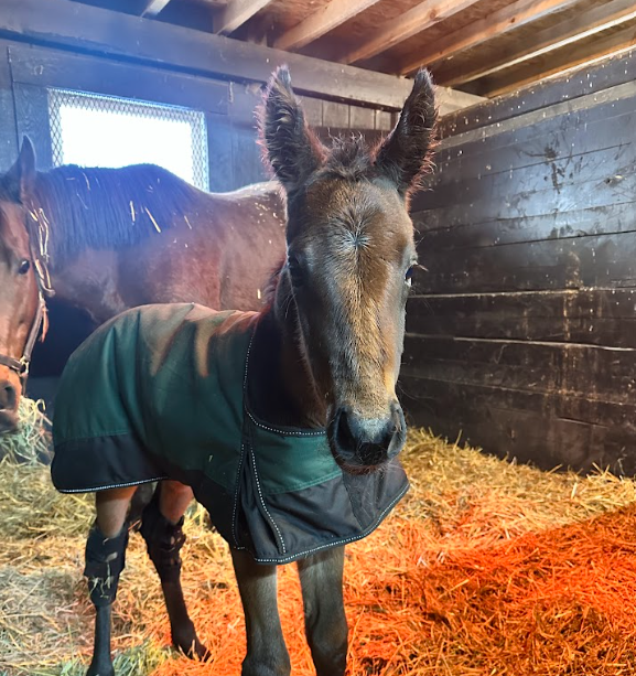 Provocateur’s First Foal Has Arrived
