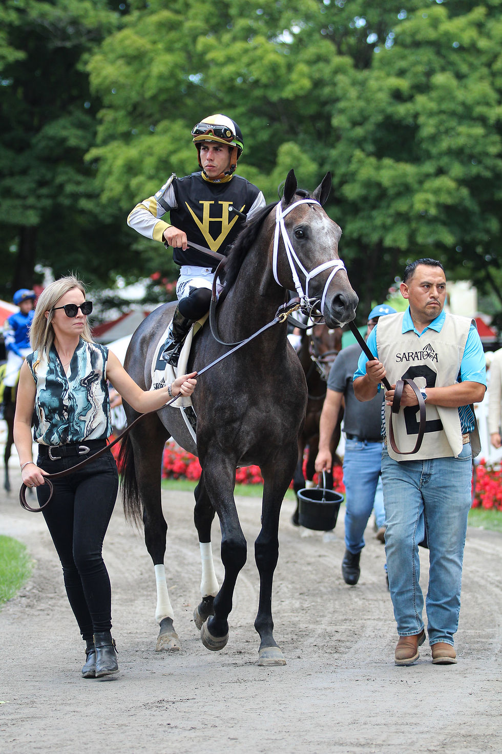 McMahon of Saratoga Thoroughbreds Introduces SHOWCASE to the 2026 Stallion Roster