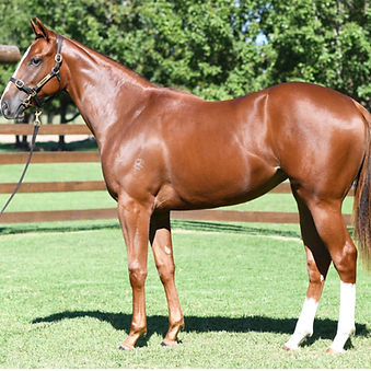 `22 Oh My Mimi (AUS) - Capitalist (AUS)_edited.jpg