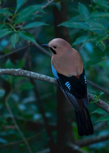 Eurasian Jay low res.jpg