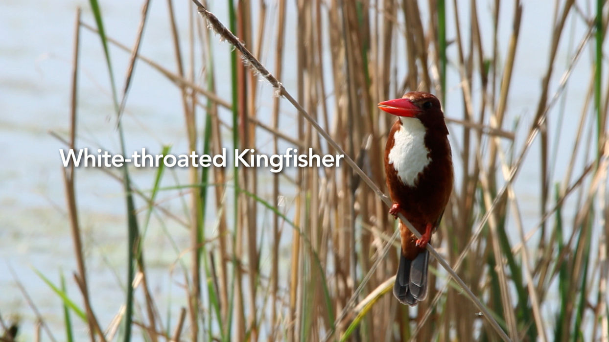 4. Haryana - The Abode of Birds.jpg