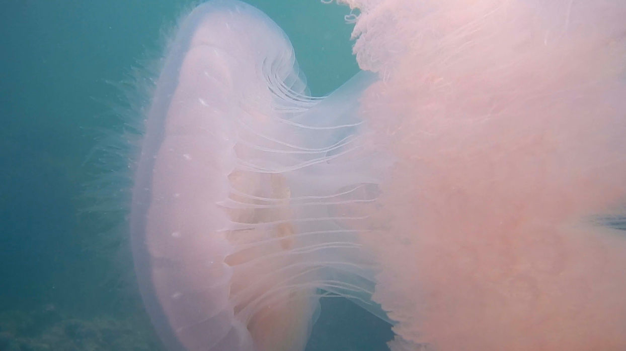 9. Palk Bay – An Ecological Paradise_Low Res.jpg