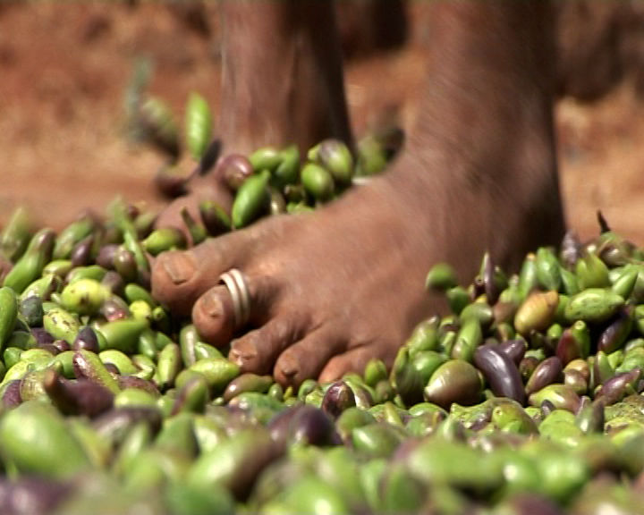 1. Voices from the Forest.jpg