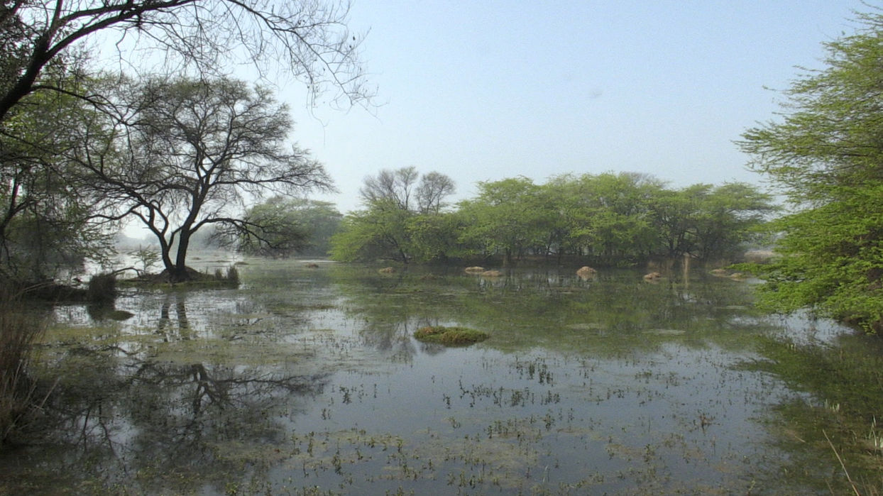 9. Haryana - The Abode of Birds.jpg