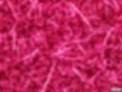PDI DIO 1% (7.5mgmgL-1) 1750ms exposure