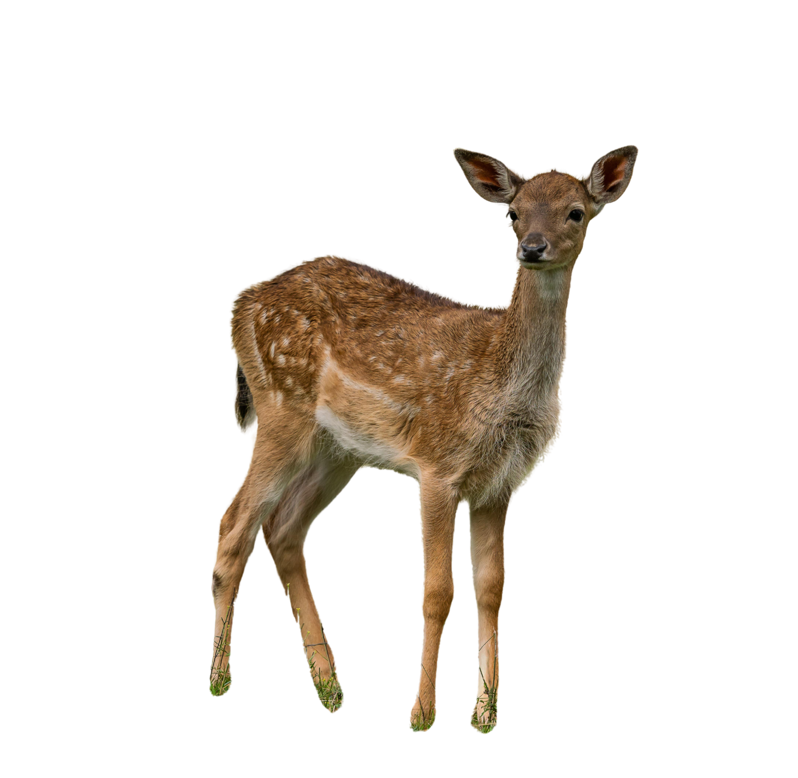 2780243-fawn-6555107 - Edited (1).png