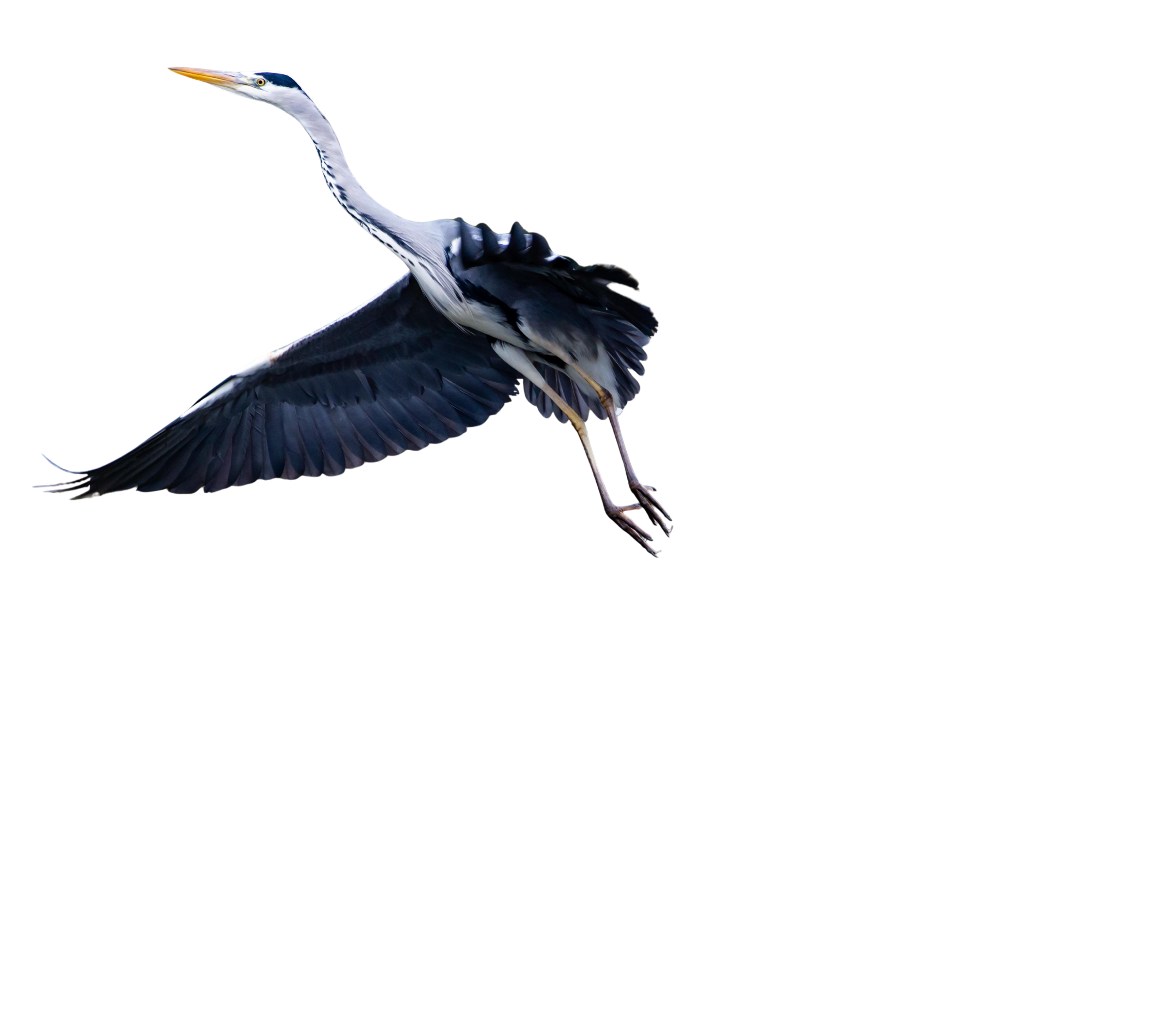 theotherkev-bird-5766414 - Edited.png