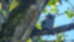 friends-of-buford-park-190.jpg