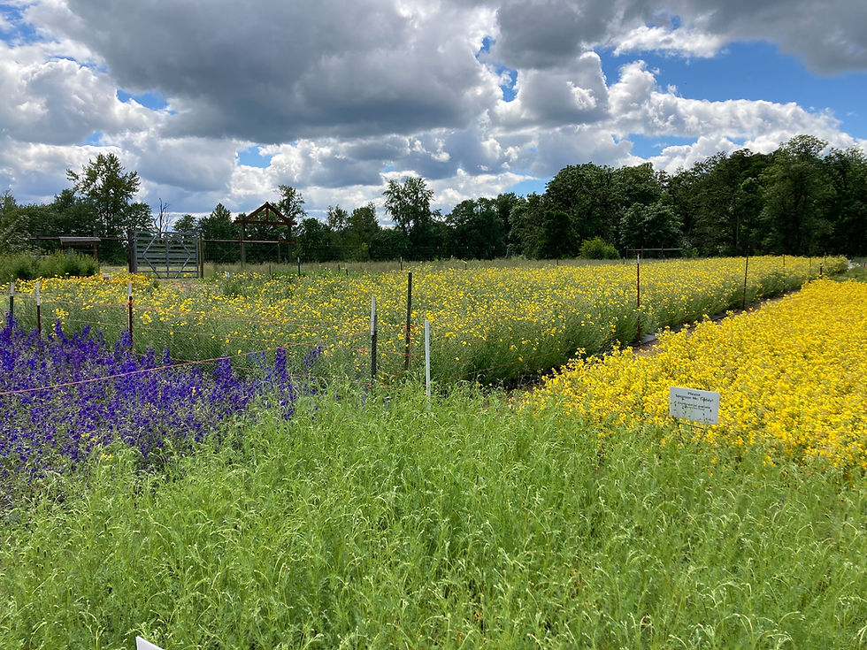 Tuesday Native Plant Nursery Work Party