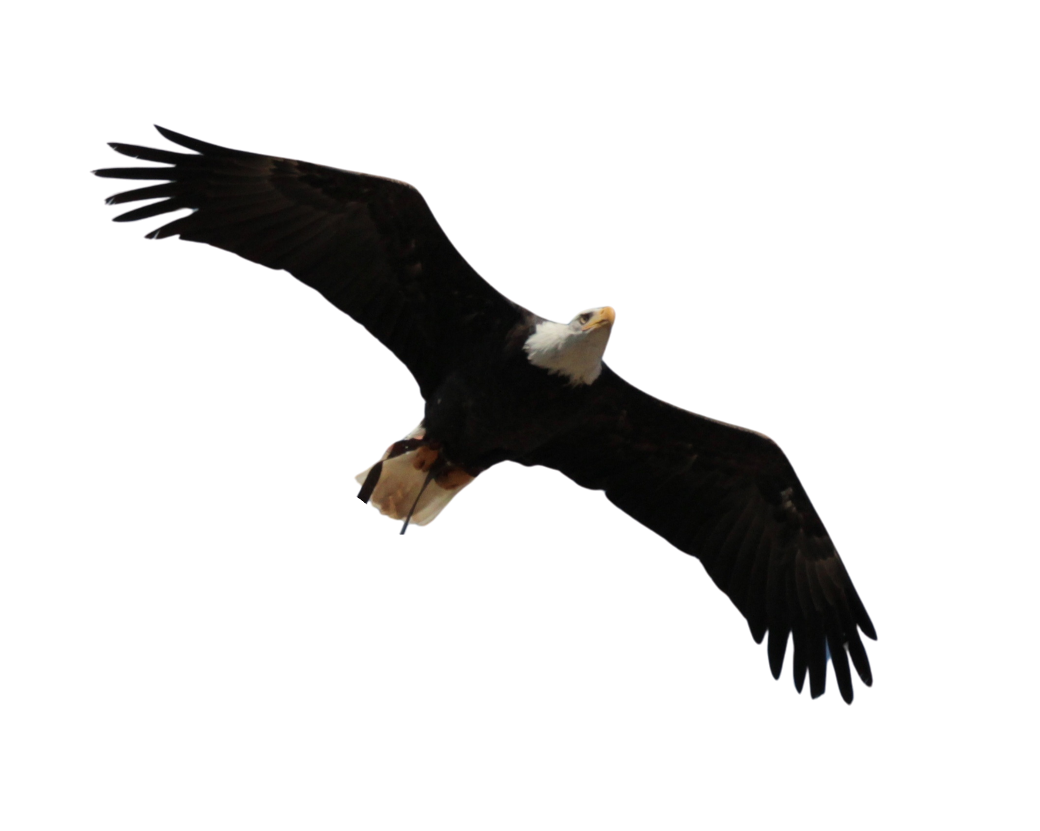 reglohsg-bald-eagle-3757256 - Edited - Edited.png