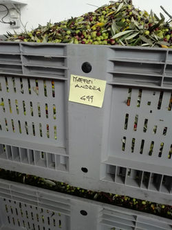 Olives box at the pressing station