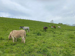 pension equipiste isere savoie ain elevage de chevaux