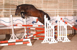 Le Haras du Tizieu pension equipiste isere savoie ain elevage de chevaux