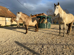 pension equipiste isere savoie ain elevage de chevaux