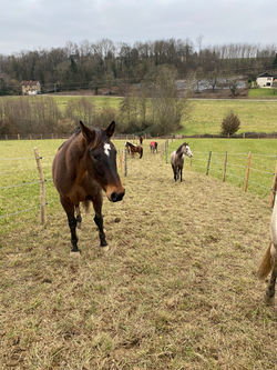 pension equipiste isere savoie ain elevage de chevaux