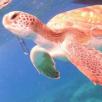 turtle2_edited.jpg