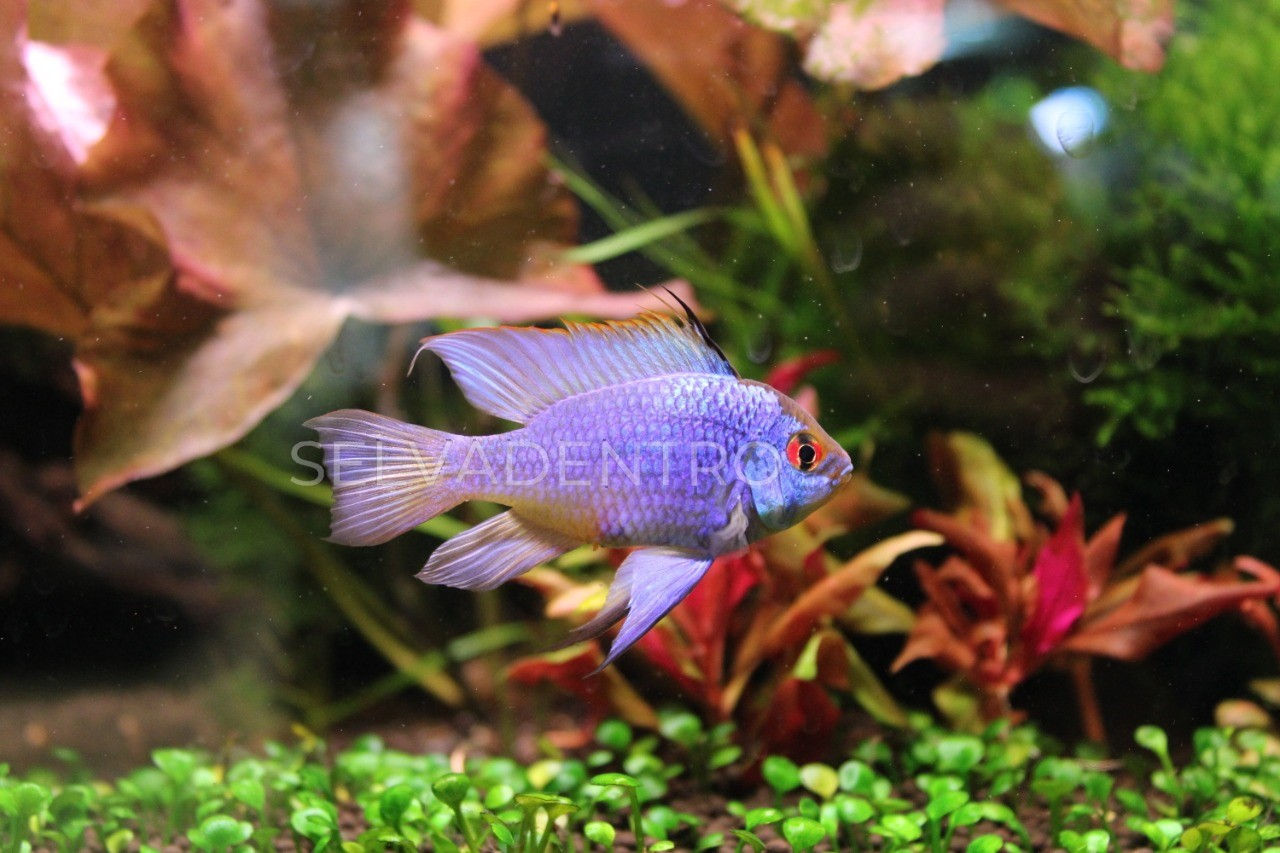 Microgeophagus ramirezi (ramirezi azul eléctrico)