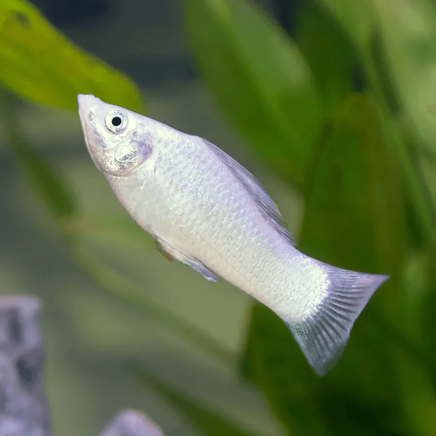 Poecilia sp latipinna (molly Silver)