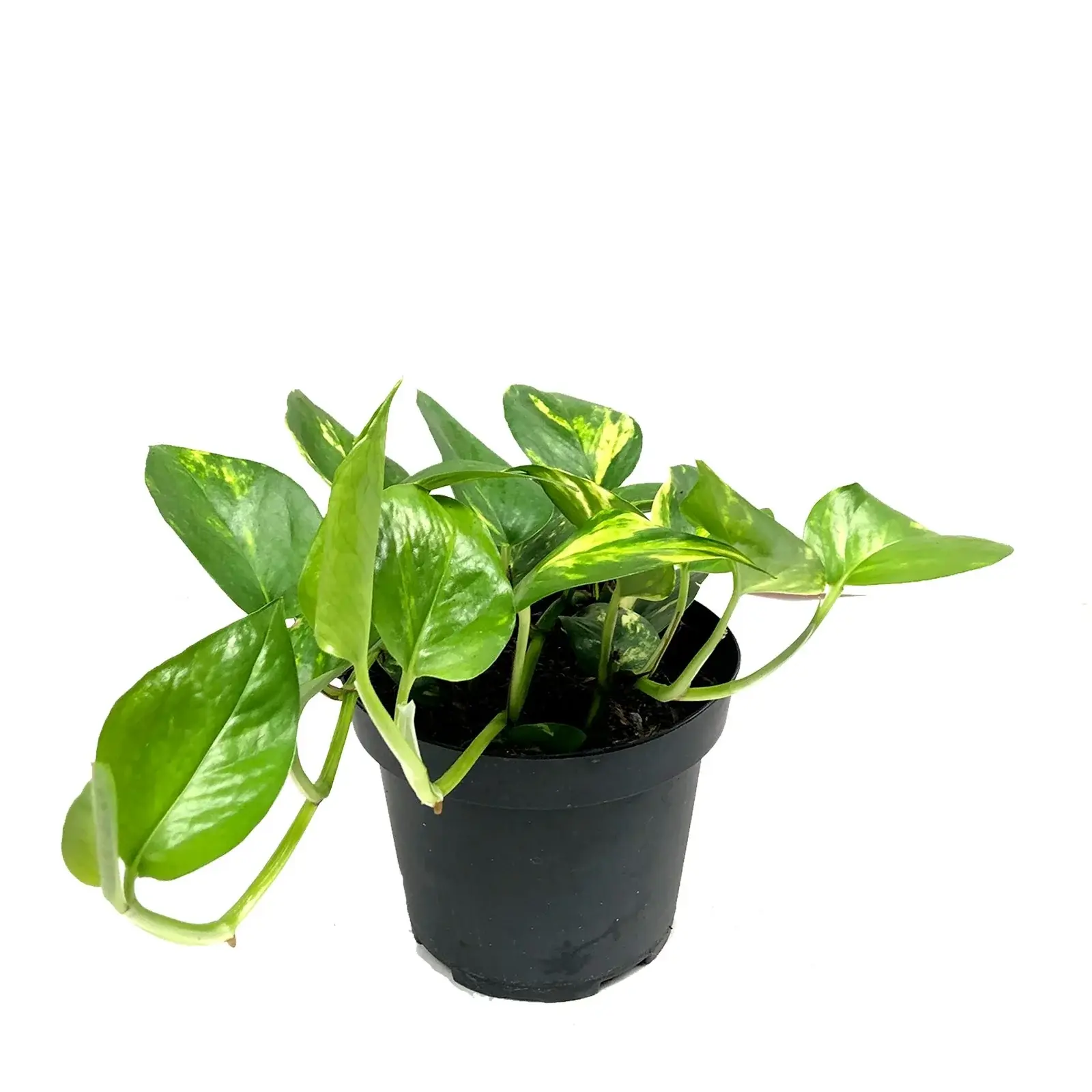 Epipremnum aureum (miami o potus verde)