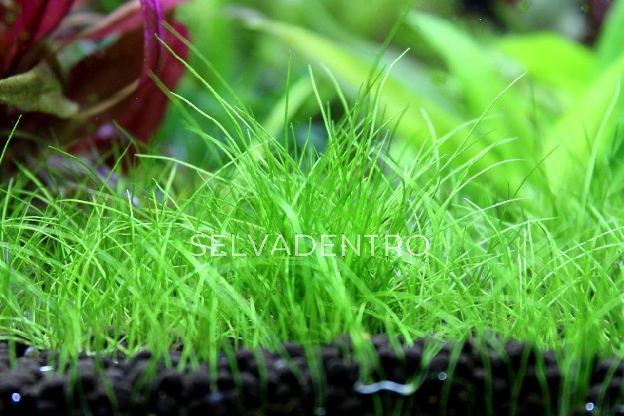 Eleocharis acicularis