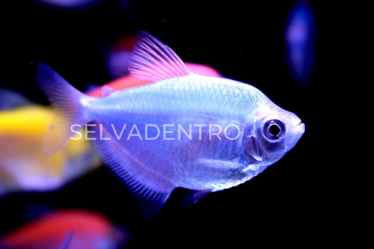 Gymnocorymbus ternetzi (monja azul)