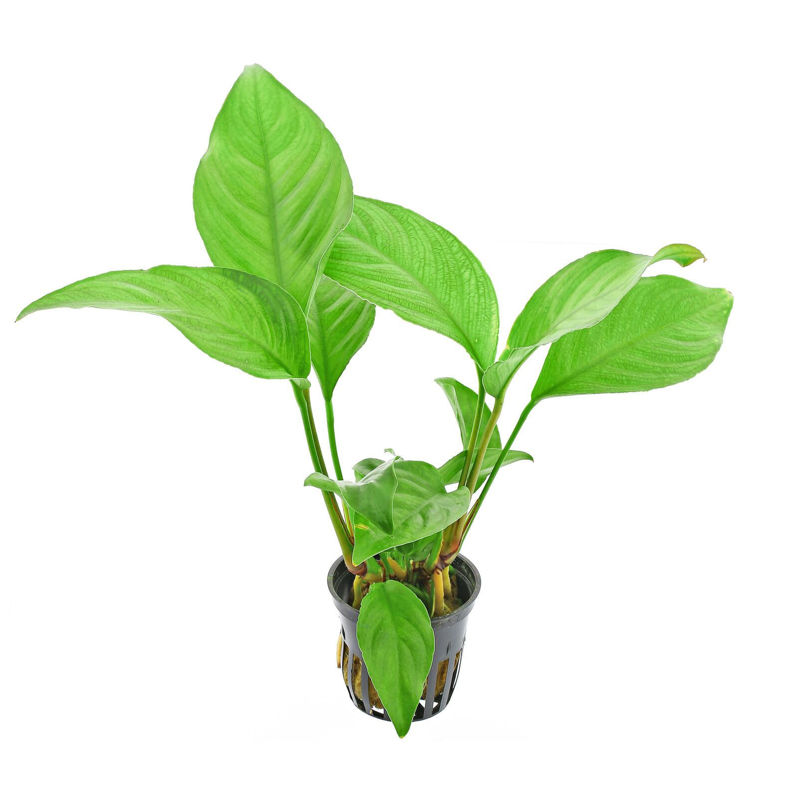 Anubia heterophylla