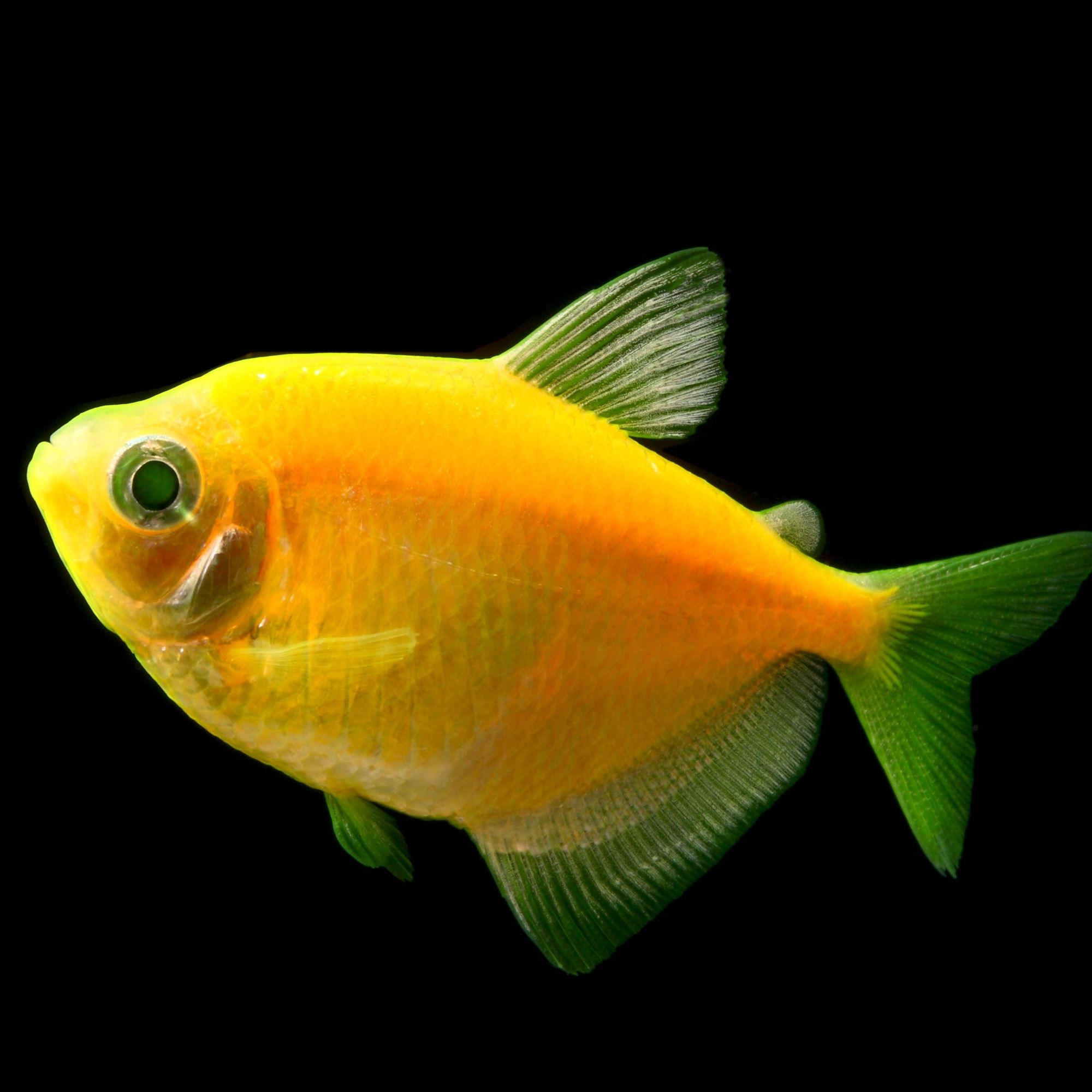 Gymnocorymbus ternetzi (monja amarilla)