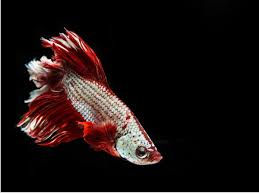 Betta splendens (variedad dragón)