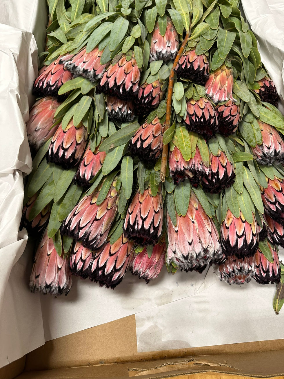 Protea Farm- Protea Arrangements