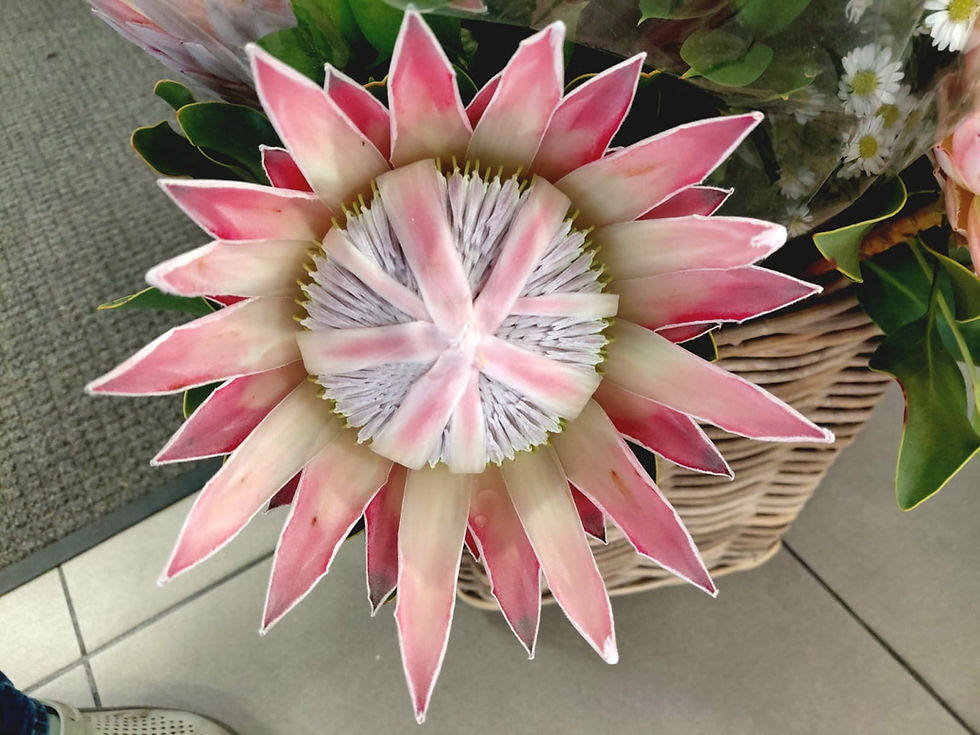 What's Not To Love about the Protea Flower?