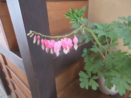 華鬘草(ケマン草 )が今年も咲きました。