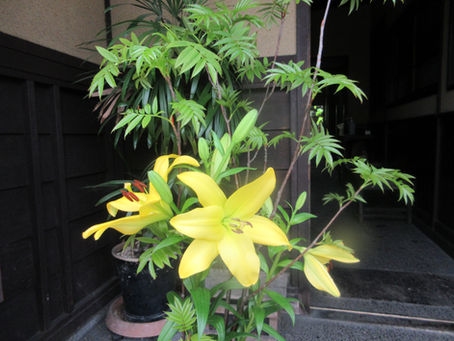 百合の花は美しく咲いてほしい