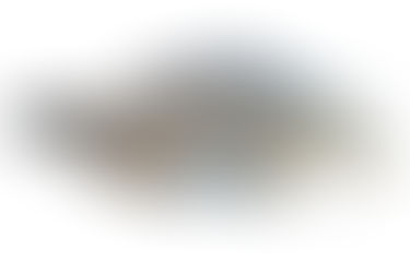 Fosil "Naga Laut" Ditemukan di Antara Koleksi Museum Jerman