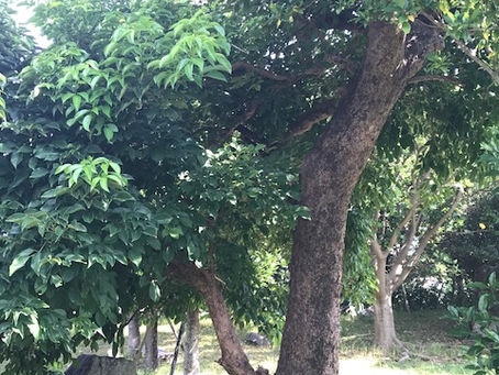 島材に魅せられて