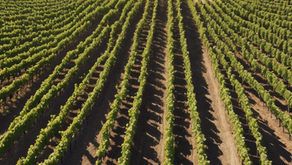 Organic Wine Benefits: Healthier Choices for Sustainability