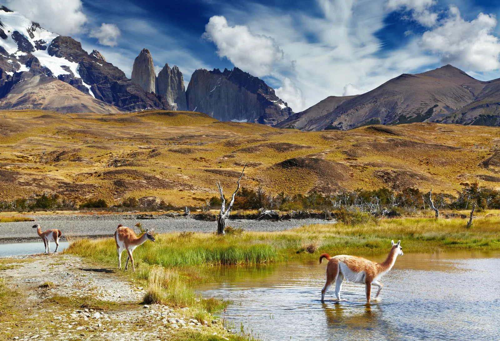 ทุ่งหญ้า สัตว์ป่า และเทือกเขาในอุทยาน Torres del Paine