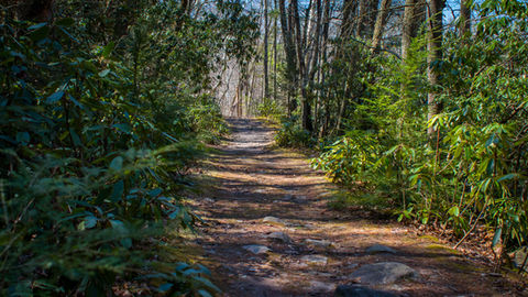 hiking trail between rhododendron forest at Moungaup Recreation Area