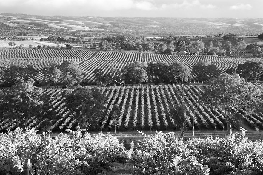iStock-828369162 - McLaren Vale_edited.jpg