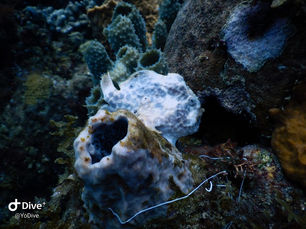 Rencontre avec un Frog fish