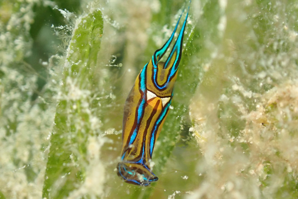 Les Nudibranches 