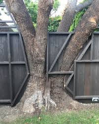 ree