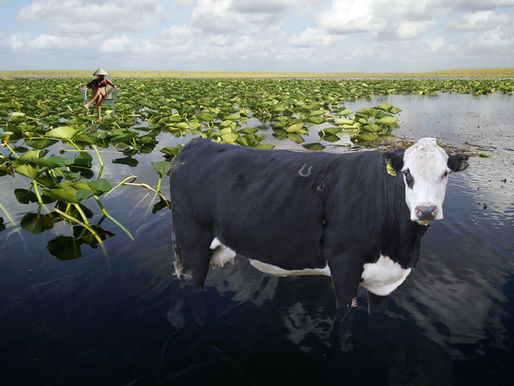 Lost in the Everglades