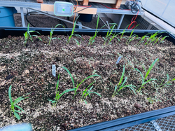 Overview of Greenhouse