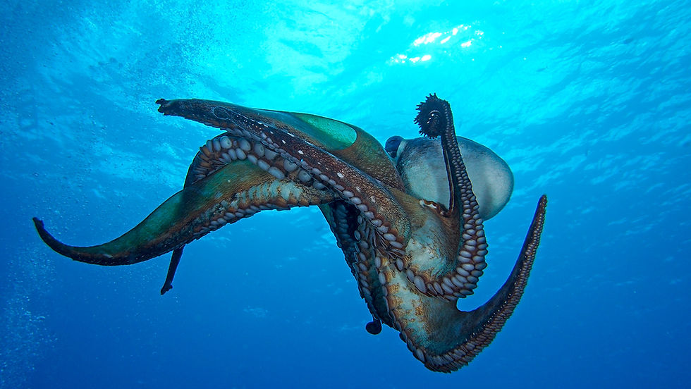 Octo-Sun-Ball-10-10-14