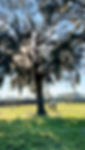 ocala.jpg