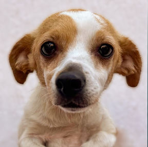 Princesa