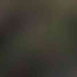 The Great Blue Heron picture from Big Cypress Nature area on a back road.