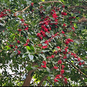 Hong Kong Digital Arboretum
