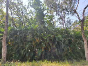 Dypsis lutescens at Tai Po Center