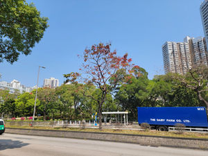 Lagerstroemia speciosa at Tai Po Center